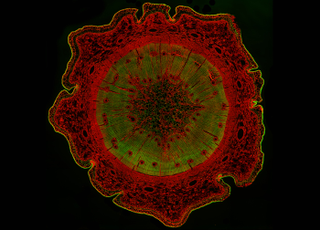 Illustration for article titled Parasites, deadly bugs and fungi are more beautiful than you could possibly imagine